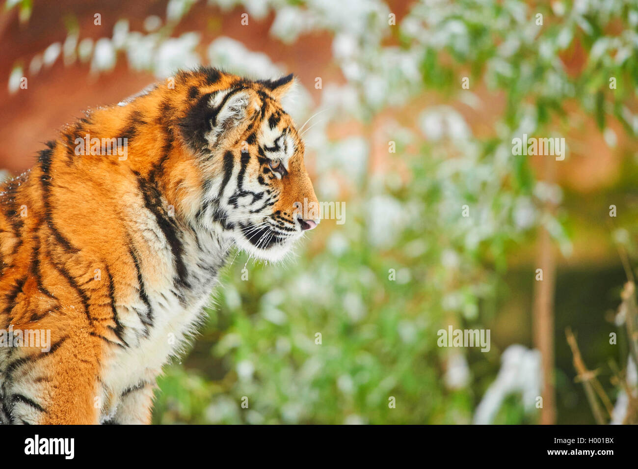 Siberian tiger, Amurian tiger (Panthera tigris altaica), young animal portrait in winter, side view Stock Photo