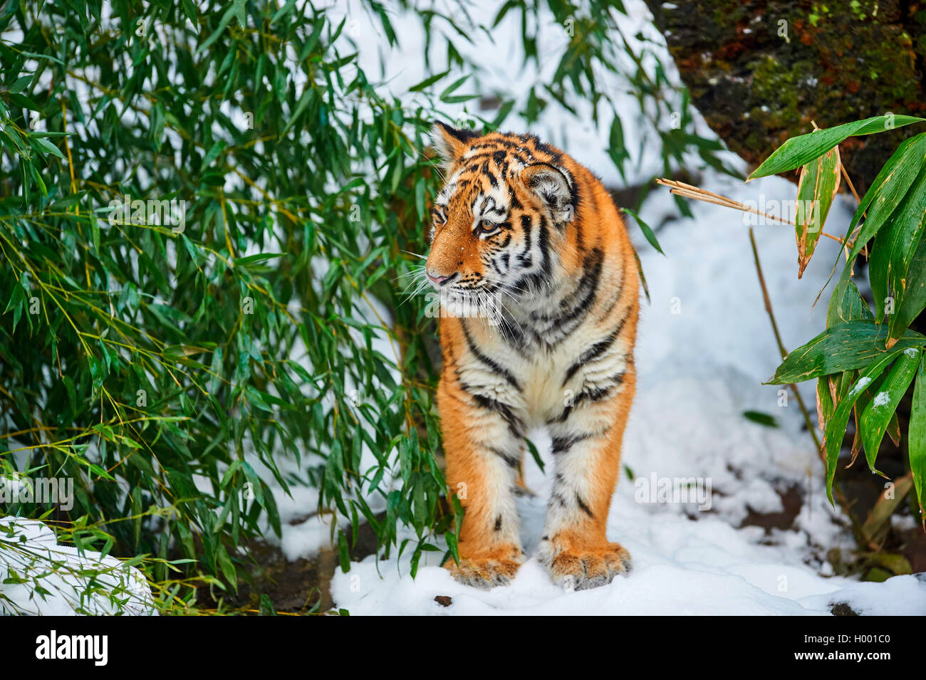 Siberian tiger, Amurian tiger (Panthera tigris altaica), young animal in winter Stock Photo