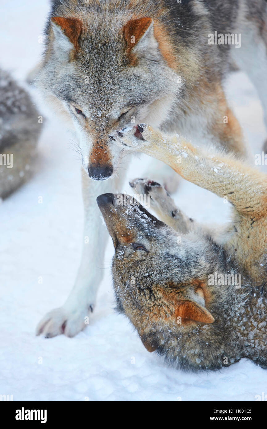 European gray wolf (Canis lupus lupus), demonstration of precedence ...