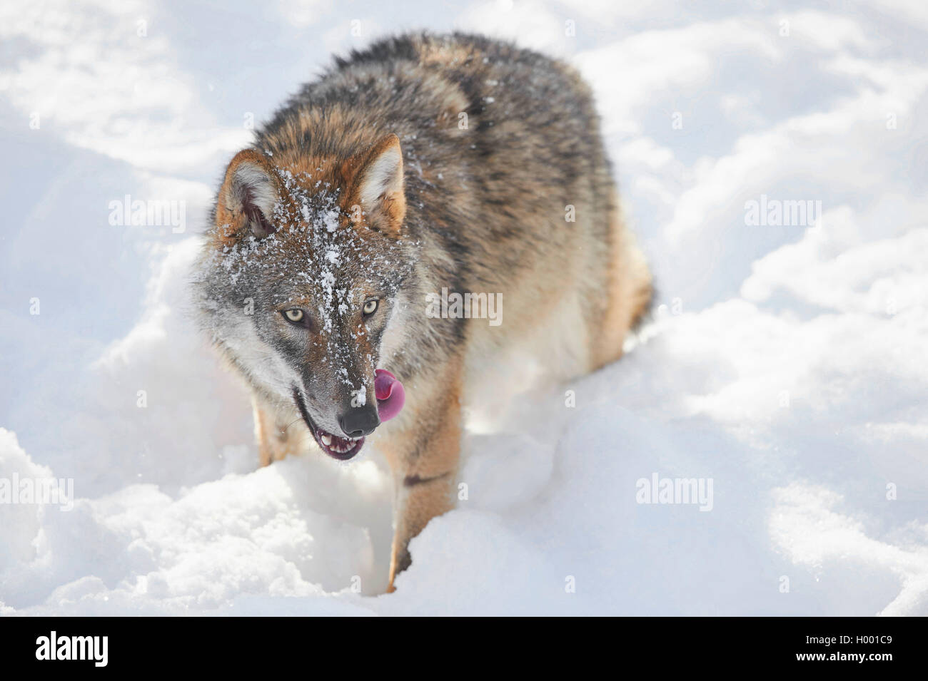 European gray wolf (Canis lupus lupus), in snow, Germany, Bavaria ...