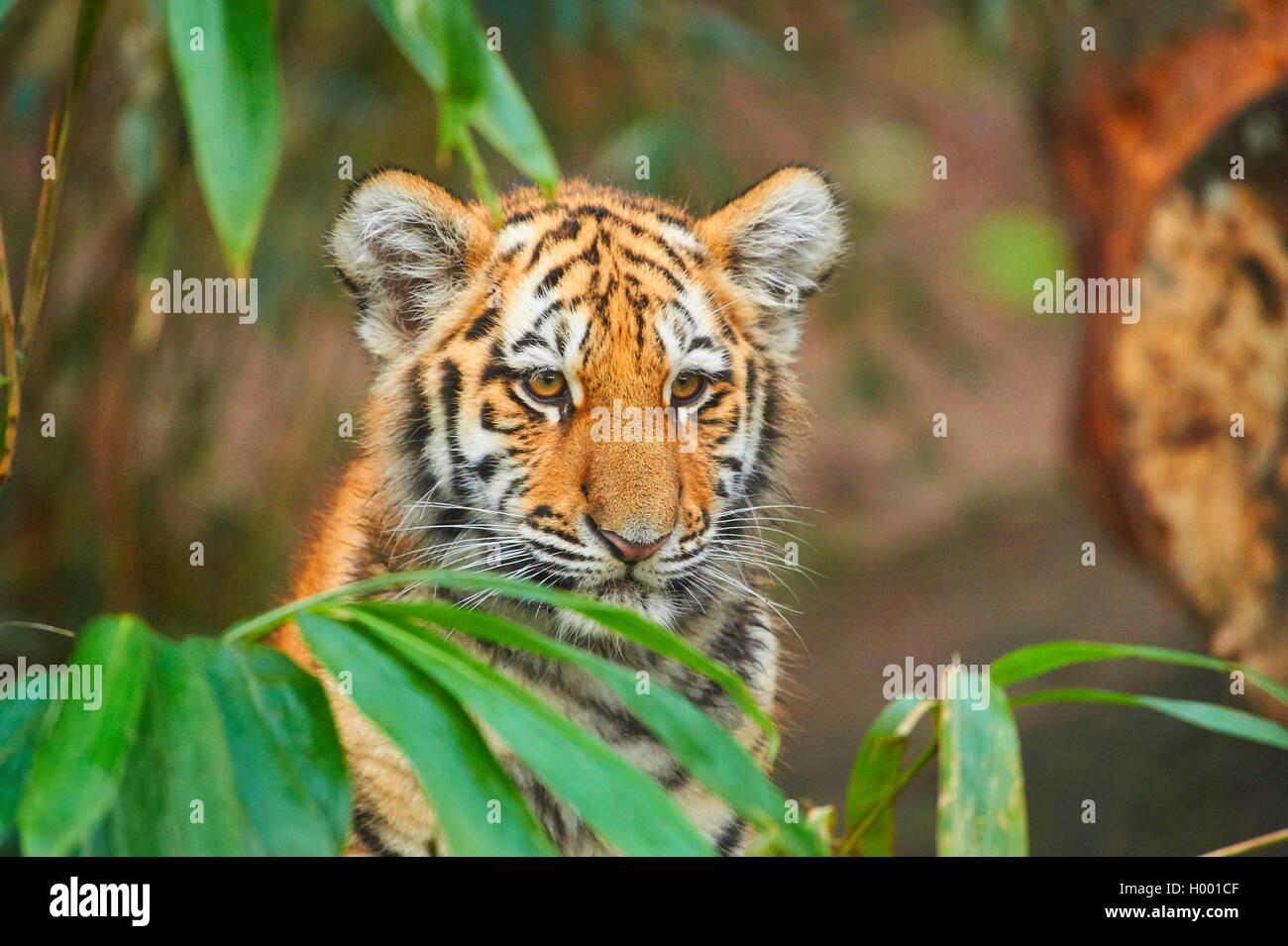 Siberian tiger, Amurian tiger (Panthera tigris altaica), young animal, portrait Stock Photo