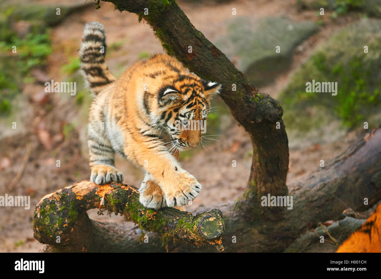 Siberian tiger, Amurian tiger (Panthera tigris altaica), young animal playing on a tree trunk Stock Photo