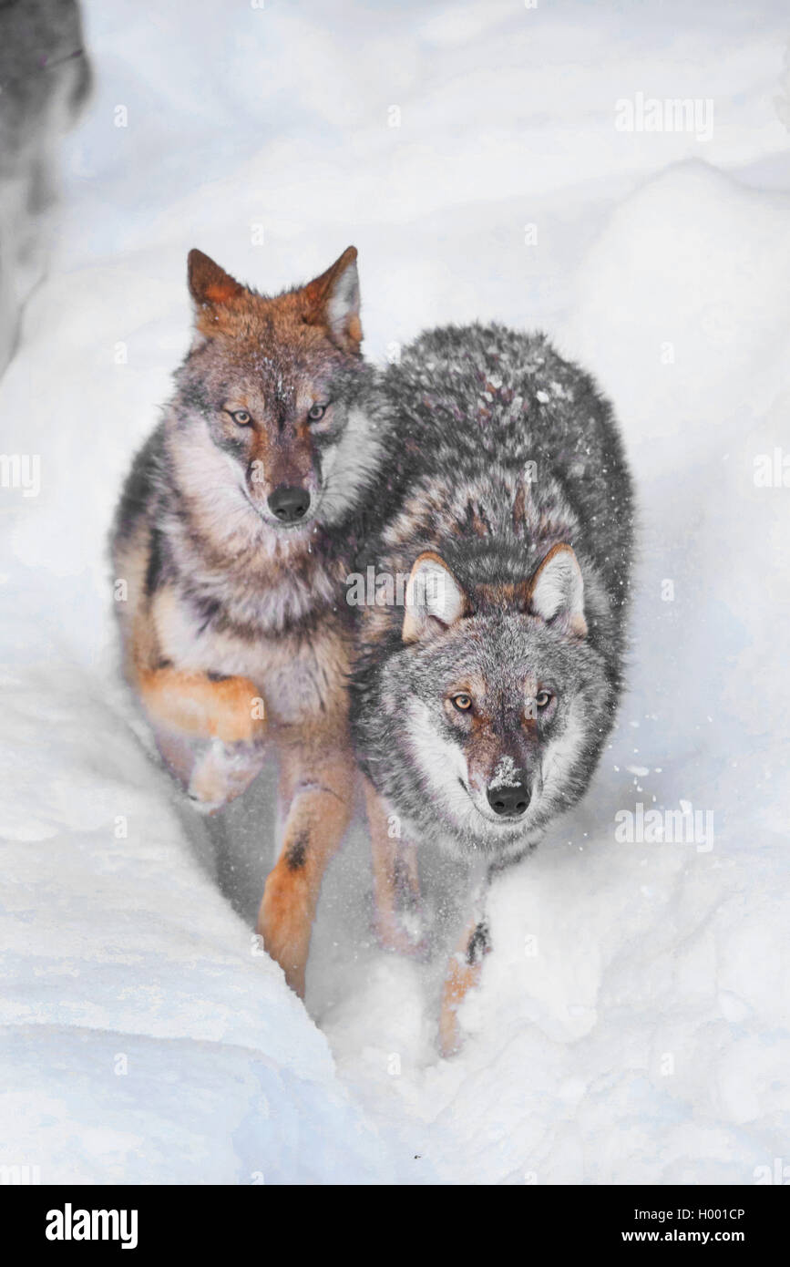 European gray wolf (Canis lupus lupus), two wolves walking together in snow, Germany, Bavaria, Bayerischer Wald National Park Stock Photo