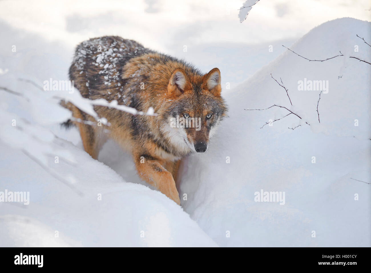 European gray wolf (Canis lupus lupus), in snow, Germany, Bavaria ...