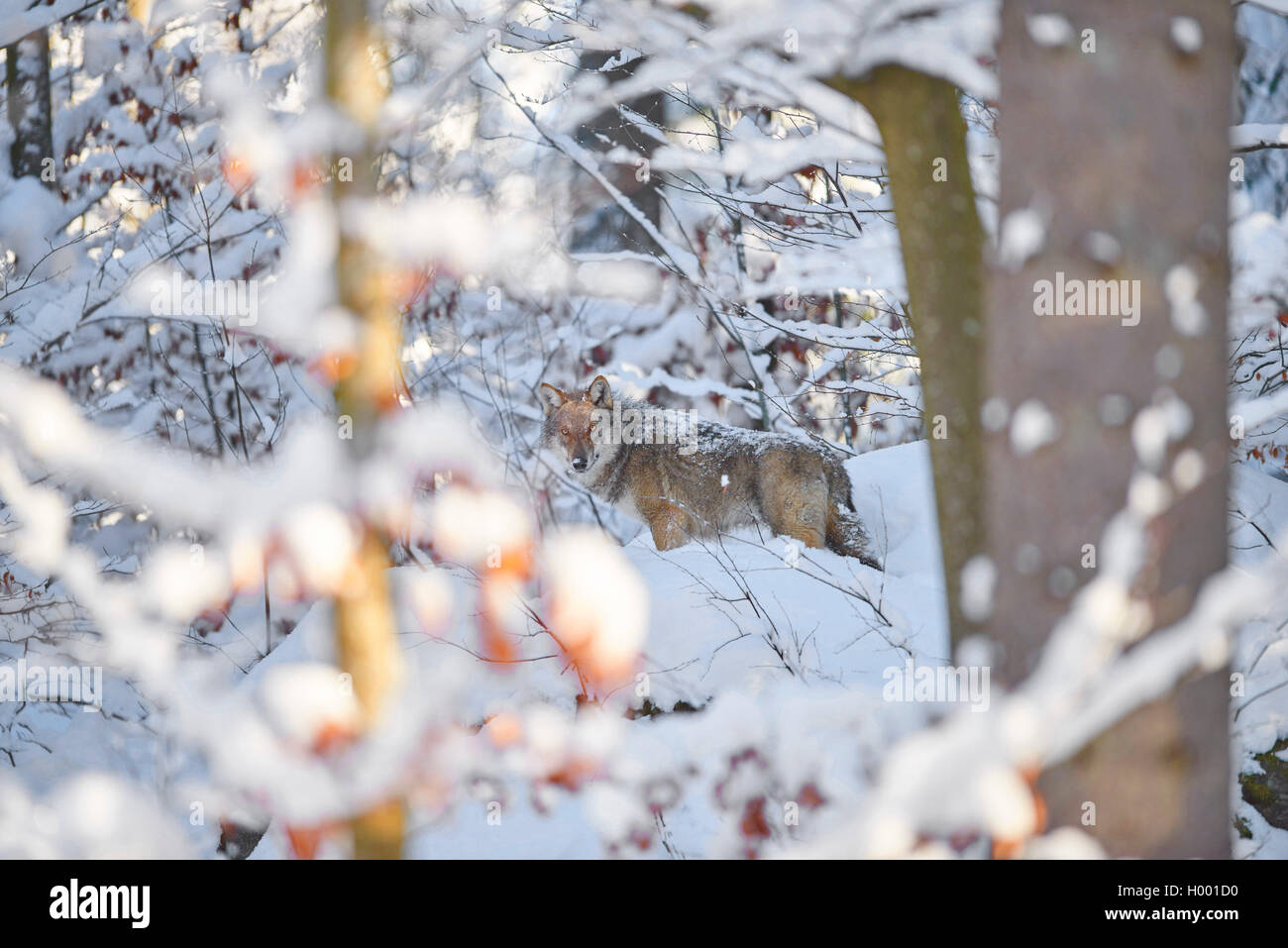 European gray wolf (Canis lupus lupus), in snow, Germany, Bavaria ...