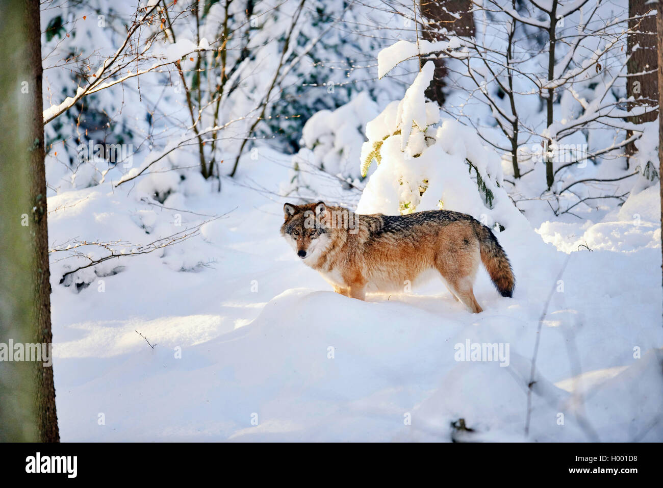 European gray wolf (Canis lupus lupus), in snow, Germany, Bavaria ...