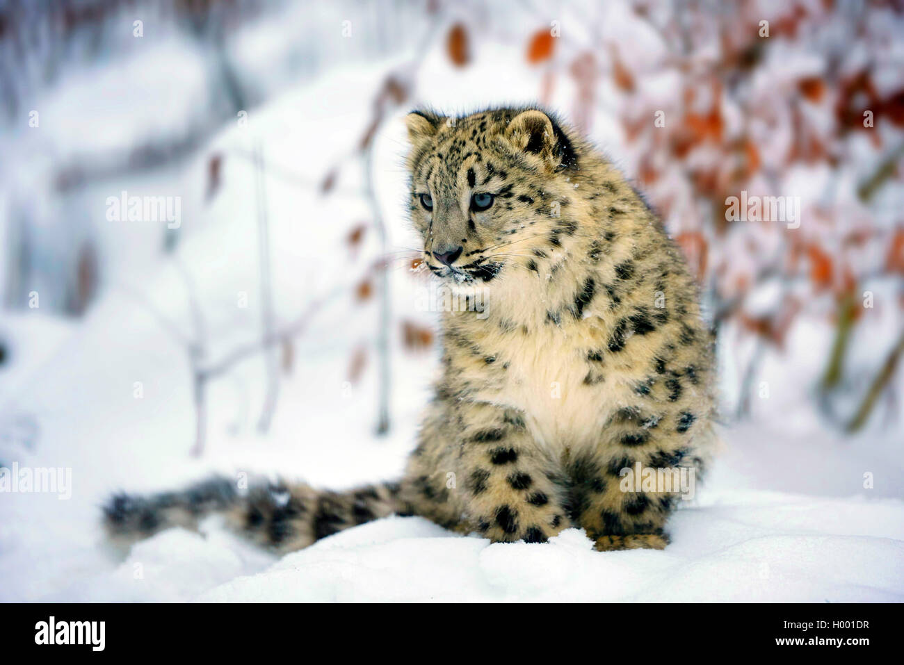 snow leopard (Uncia uncia, Panthera uncia), young animal sitting in snow Stock Photo