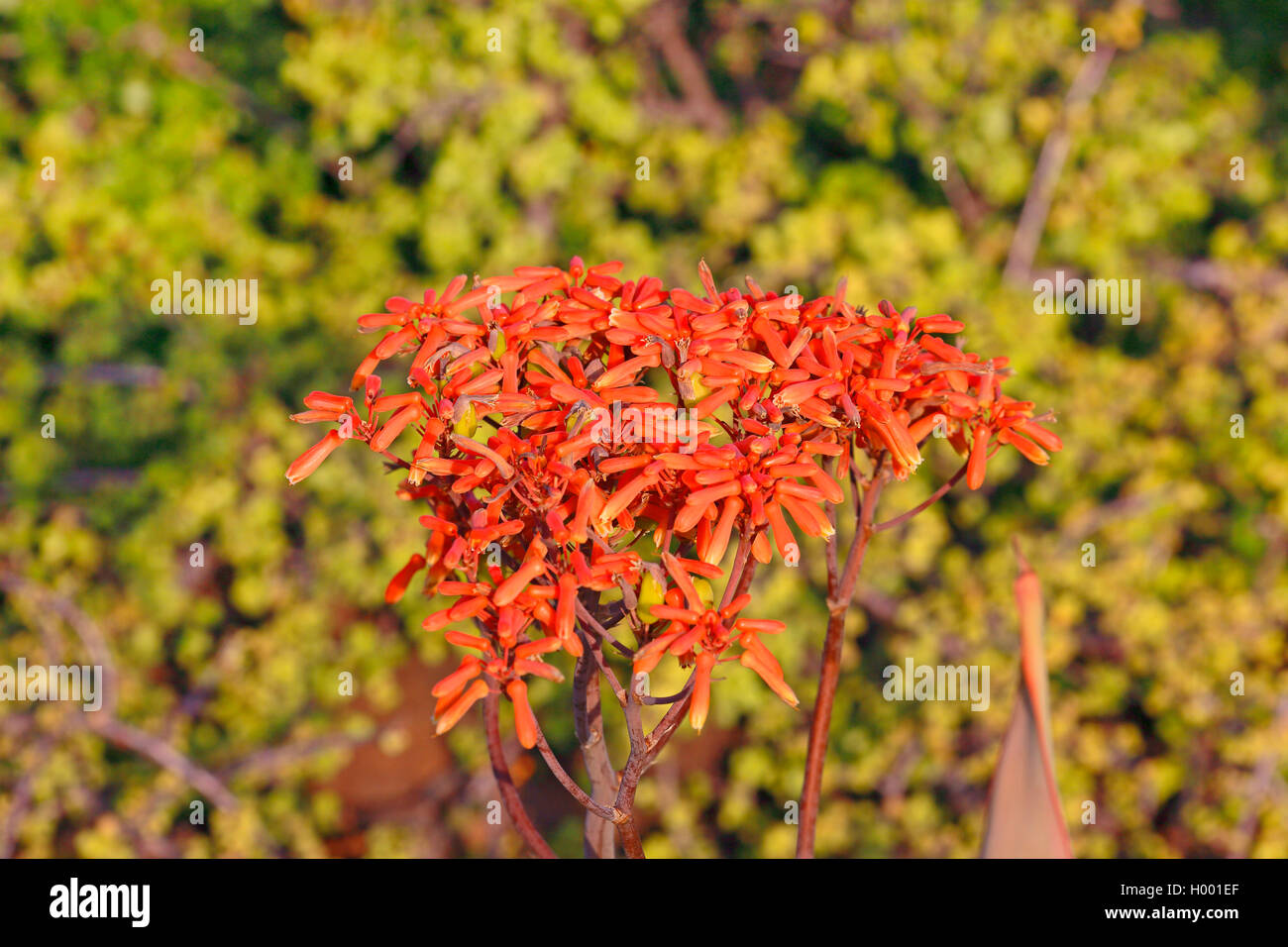 Coral Aloe (Aloe striata), blossom, South Africa, Eastern Cape, Camdeboo National Park Stock Photo
