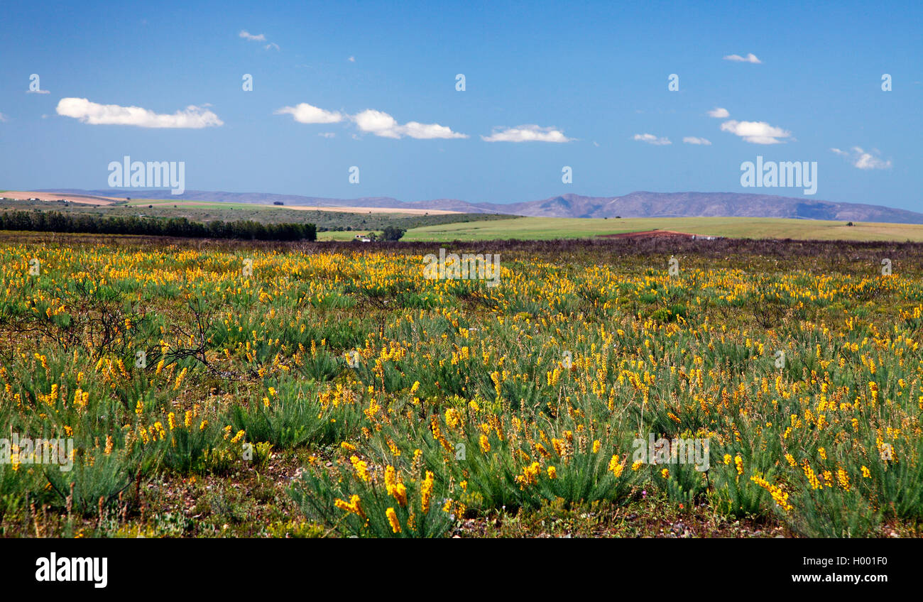 blooming Lebeckia at the high plain, South Africa, Western Cape, Bontebok National Park, Swellendam Stock Photo