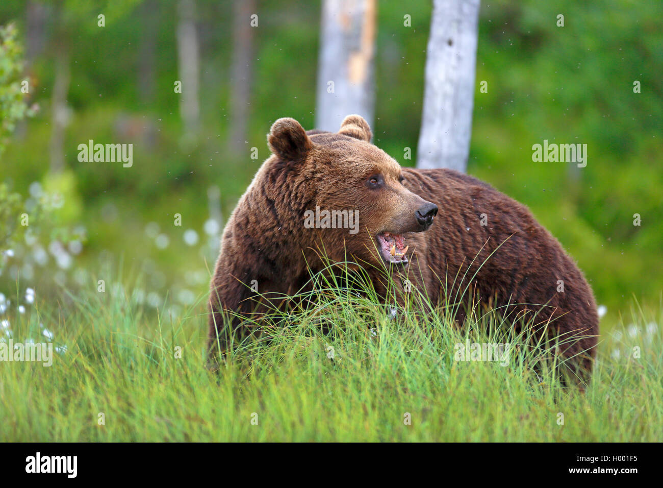 European brown bear (Ursus arctos arctos), stands at the edge of a wood ...