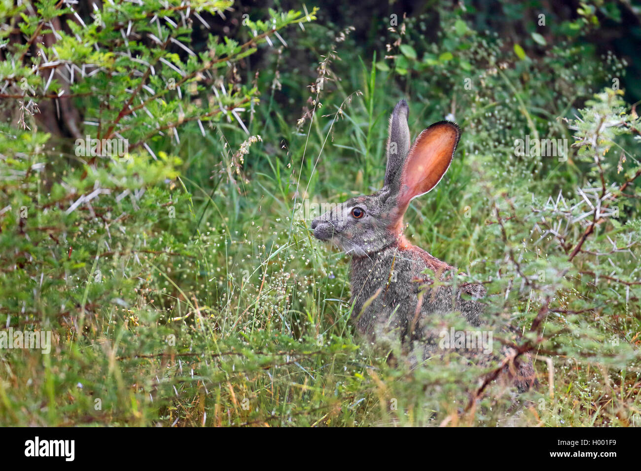 Scrub hare (Lepus saxatilis), eats plants in bushes, South Africa, Western Cape, Bontebok National Park Stock Photo