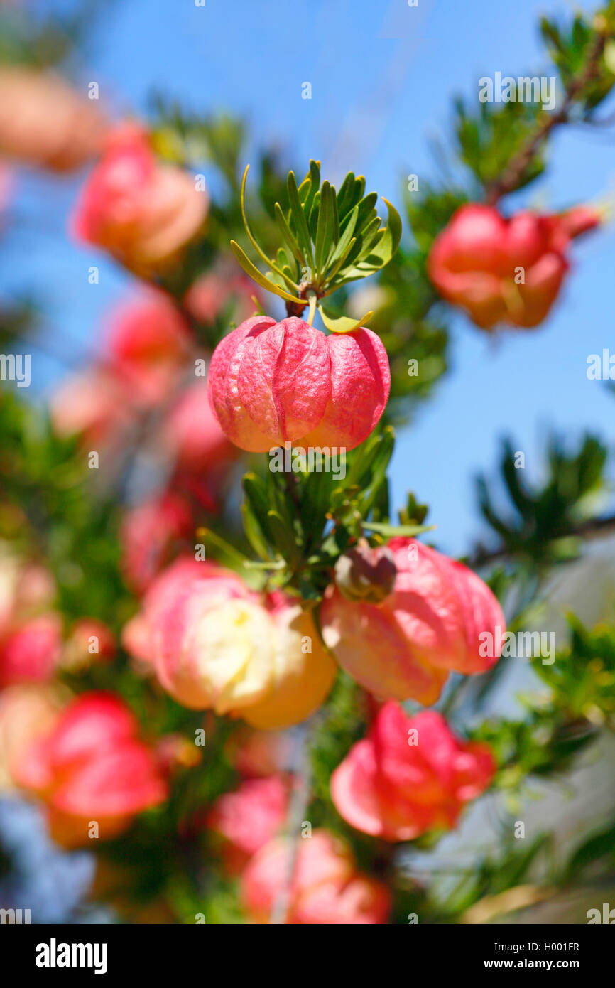 Chinese lanterns (Nymania capensis), blossom, South Africa, Western Cape Stock Photo