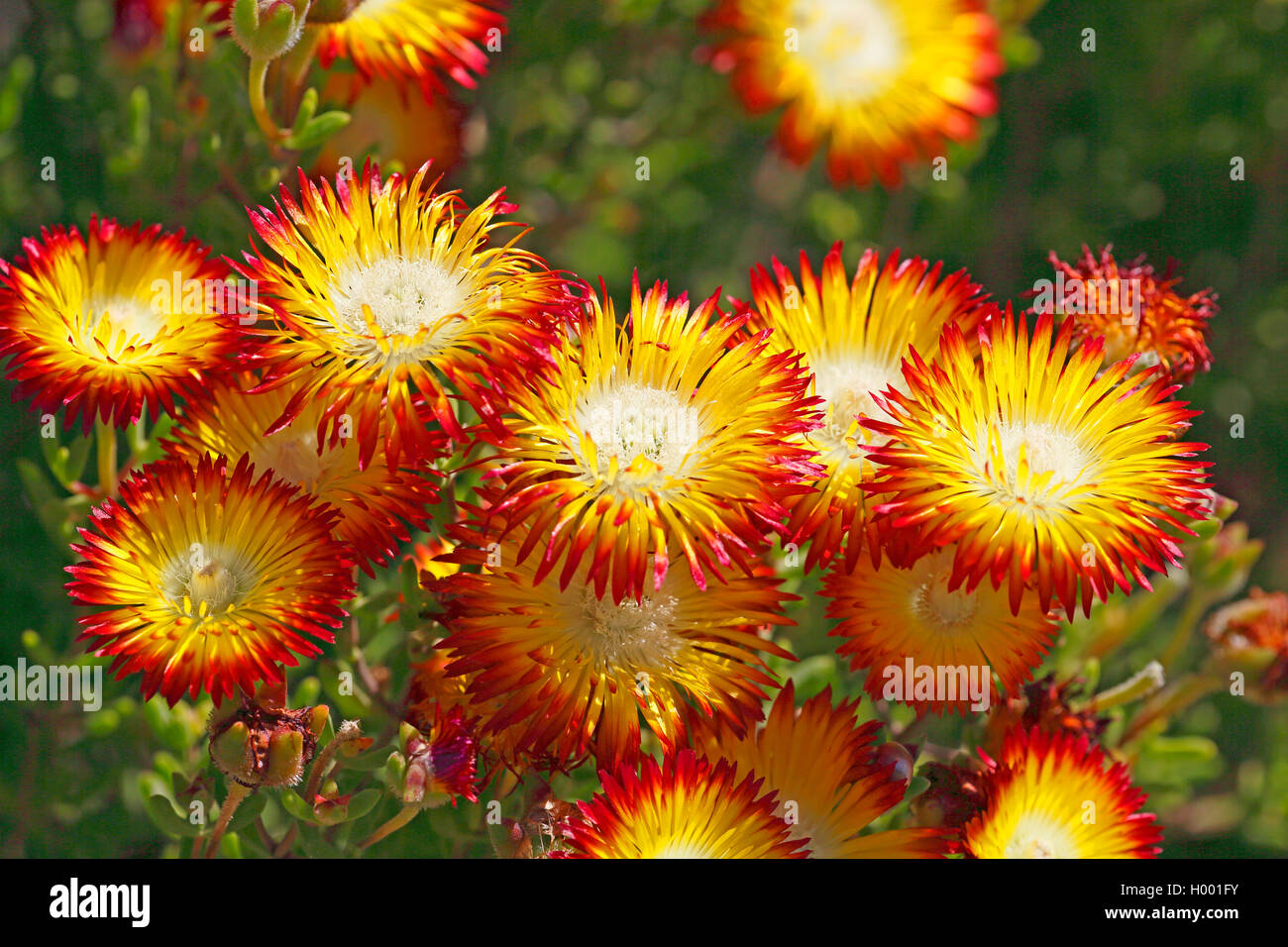 Common Dew Vygie, Hairy Dewflower, Roadside Dew Vygie, Purple Ice Plant, Rosea Ice Plant (Drosanthemum hispidum), blossom, South Africa, Western Cape Stock Photo