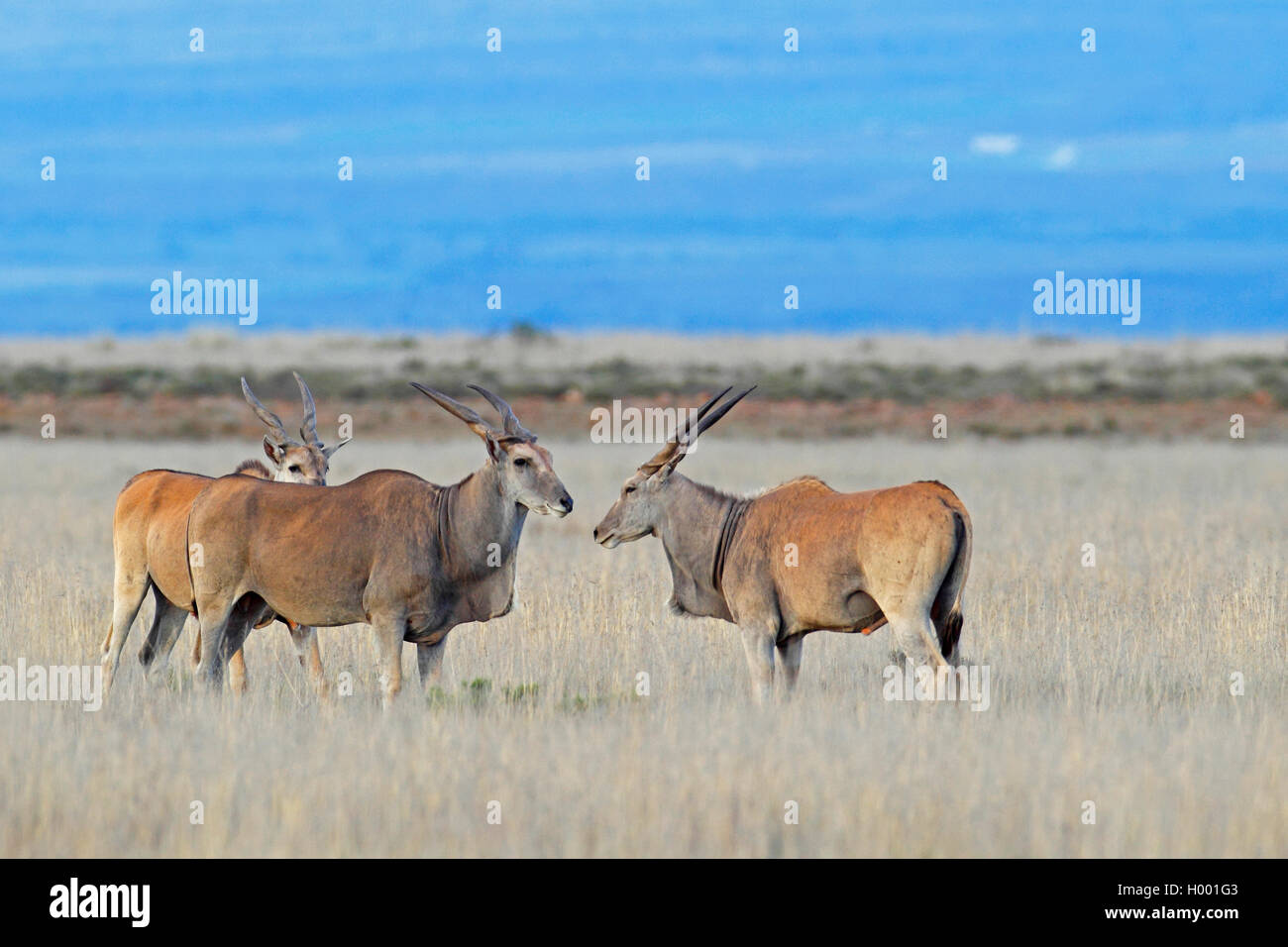 Common eland, Southern Eland (Taurotragus oryx, Tragelaphus oryx), group stands in African Savanna, South Africa, Eastern Cape, Mountain Zebra National Park Stock Photo