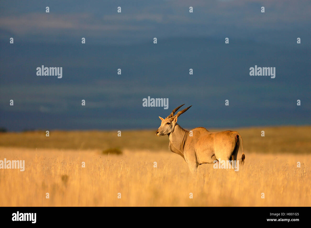 Common eland, Southern Eland (Taurotragus oryx, Tragelaphus oryx), stands in African Savanna, South Africa, Eastern Cape, Mountain Zebra National Park Stock Photo