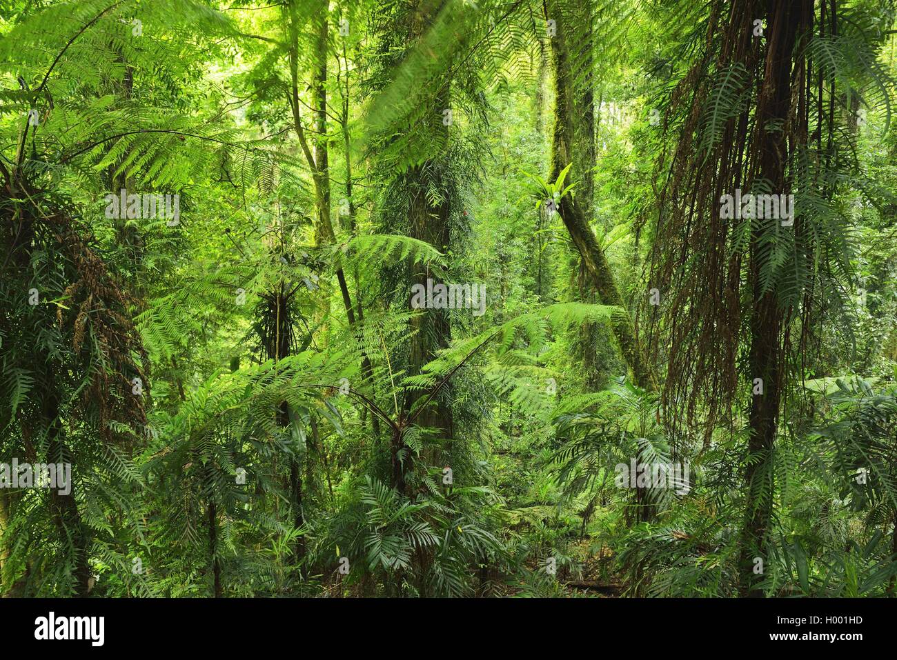 Rainforest in Dorrigo National Park, Australia, New South Wales, Dorrigo National Park Stock Photo