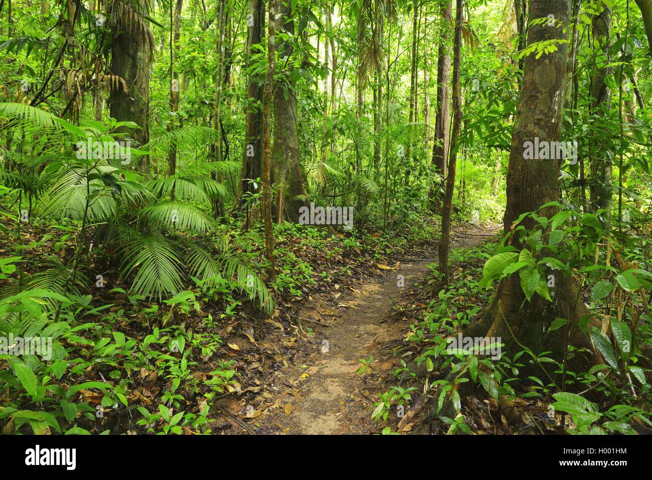 Daintree Rainforest Plants High Resolution Stock Photography And Images 