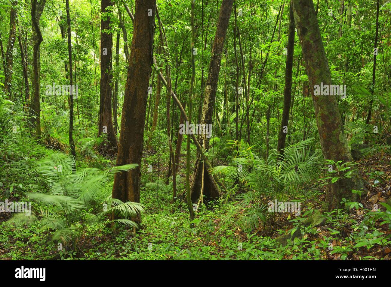 Daintree Rainforest, Australia, Queensland, Mossman Stock Photo