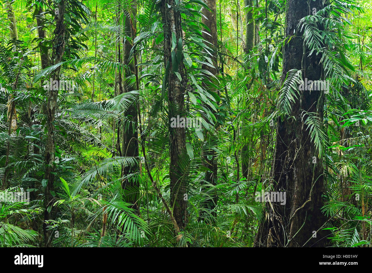 Daintree Rainforest, Australia, Queensland, Cape Tribulation National ...