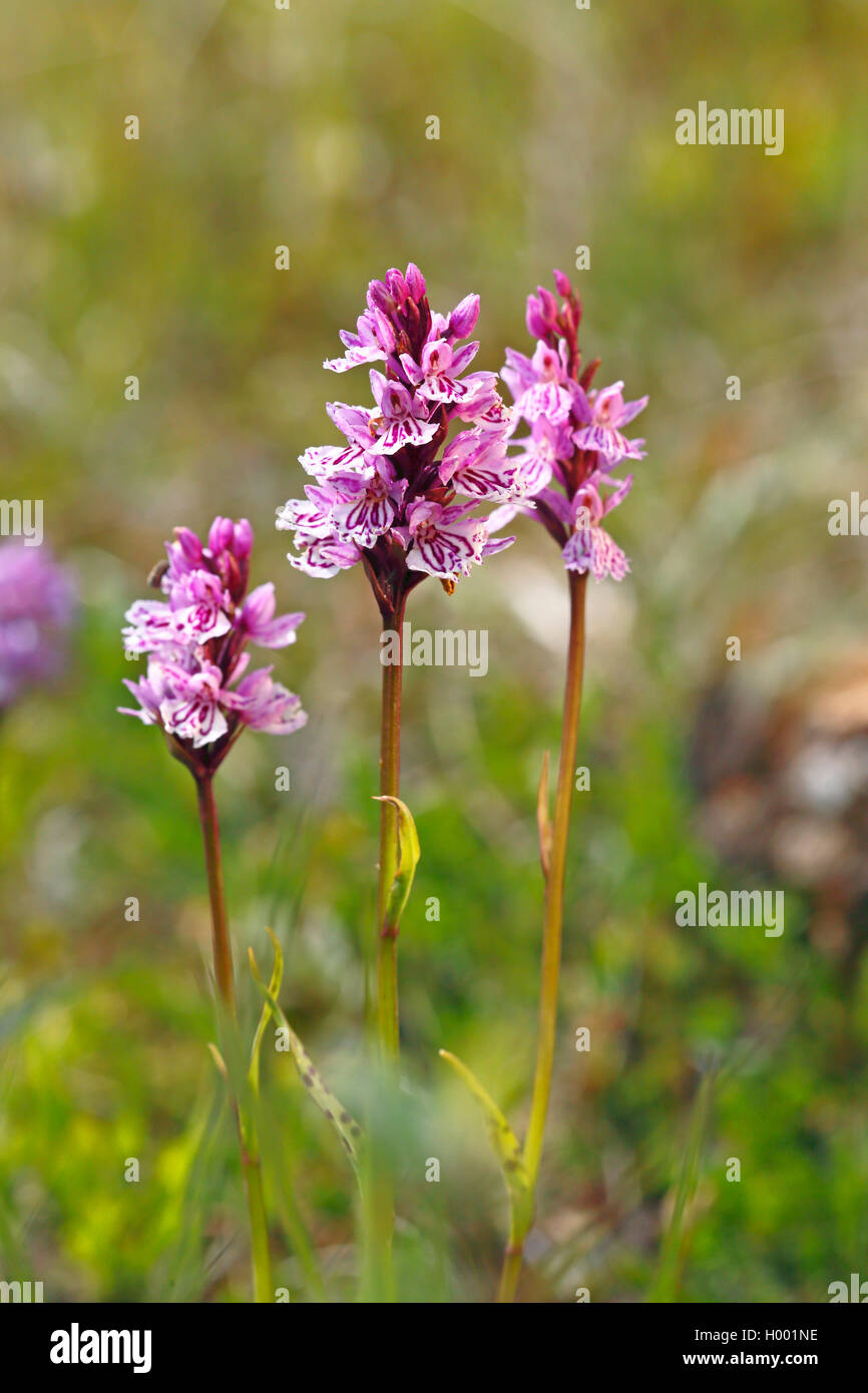 heath spotted orchid (Dactylorhiza maculata s.l.), blossom, Norway, Tromso, Finnes Stock Photo