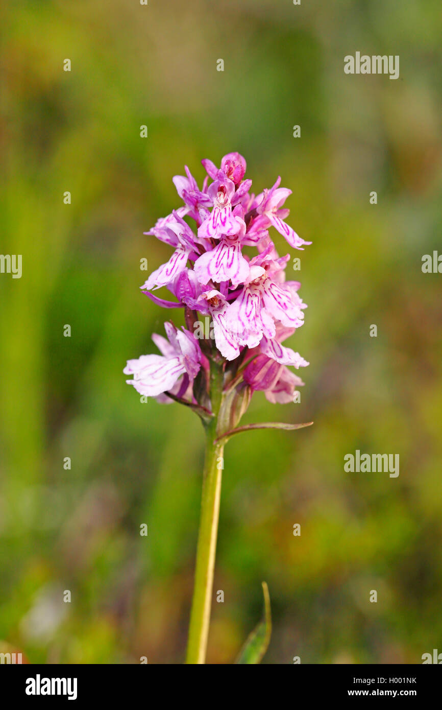 heath spotted orchid (Dactylorhiza maculata s.l.), blossom, Norway, Tromso, Finnes Stock Photo