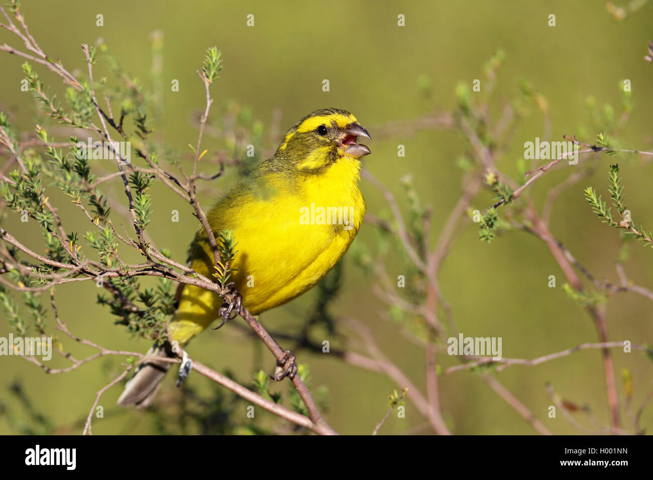 Yellow canary (Serinus flaviventris), male sings in a bush, South Africa, Western Cape, Bontebok National Park Stock Photo