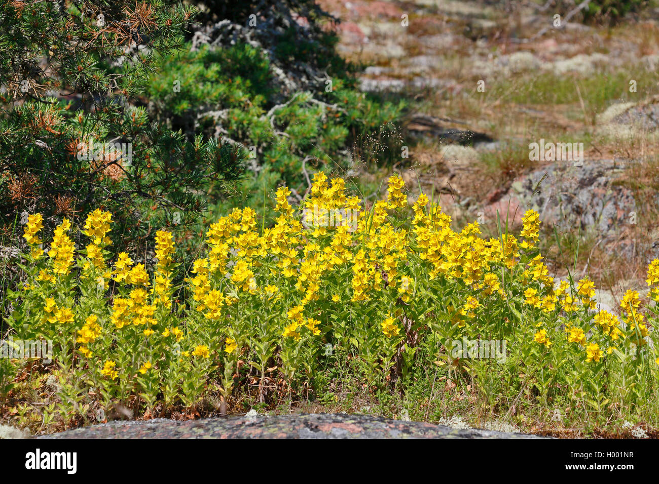 Druesiger Gilbweiderich (Lysimachia punctata), Bestand, Finnland, Aland Inseln | spotted loosestrife (Lysimachia punctata), popu Stock Photo
