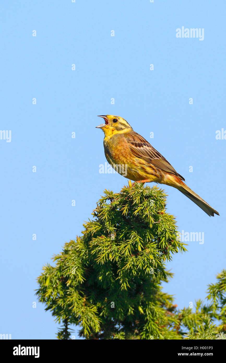 yellowhammer (Emberiza citrinella), male singing on top of a juniper, side view, Sweden, Oeland Stock Photo