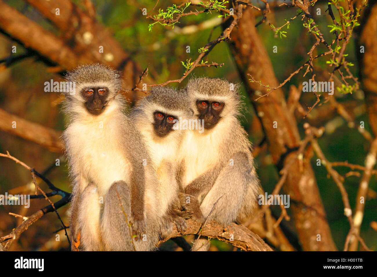 Vervet, Vervet monkey (Chlorocebus pygerythrus), group sits in a tree in the morning sun, South Africa, Eastern Cape, Camdeboo National Park Stock Photo