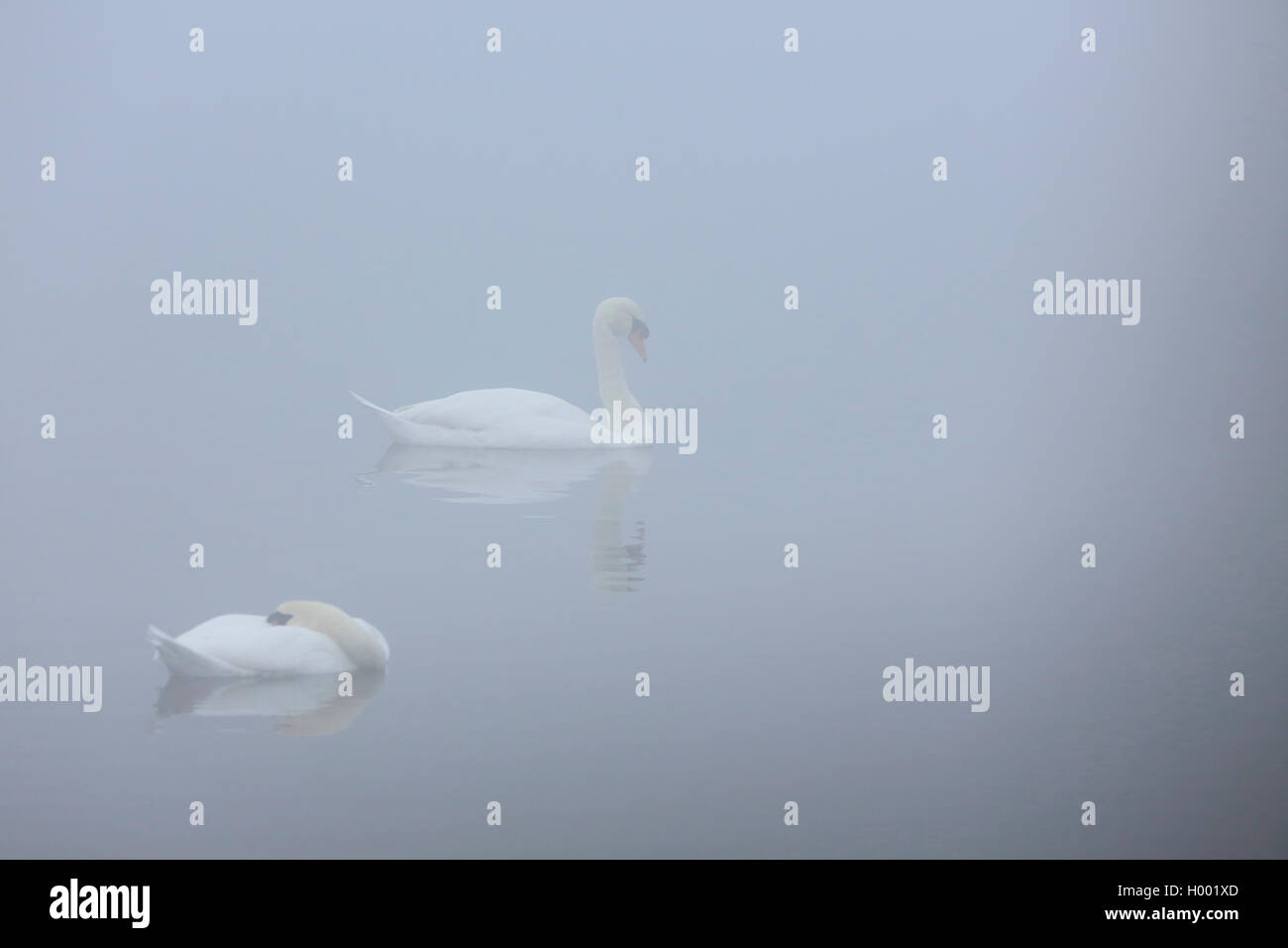 mute swan (Cygnus olor), swimming couple in mist, Netherlands, Flevoland Stock Photo