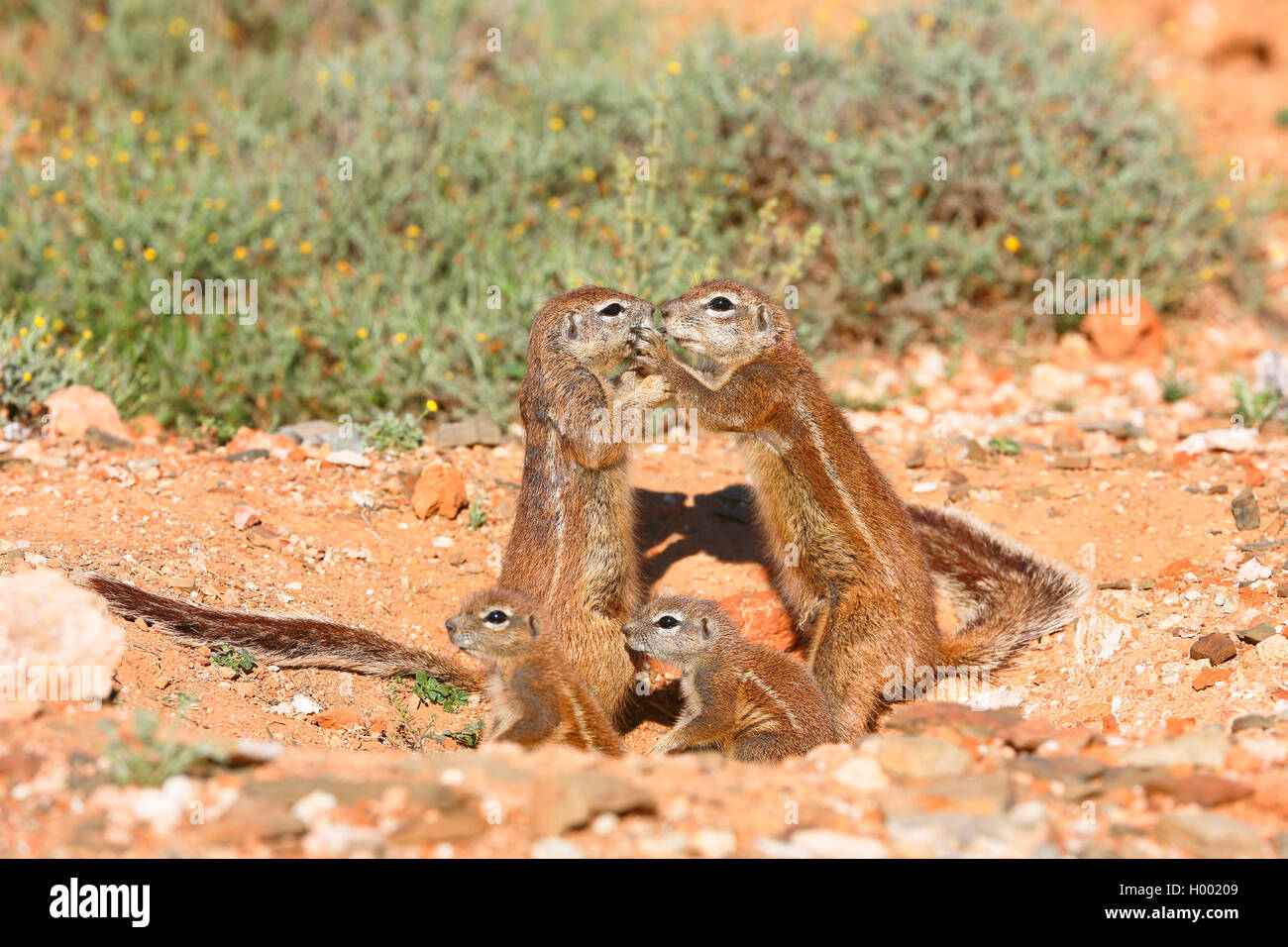 South African ground squirrel, Cape ground squirrel (Geosciurus inauris, Xerus inauris), family at the burrow, South Africa, Eastern Cape, Camdeboo National Park Stock Photo