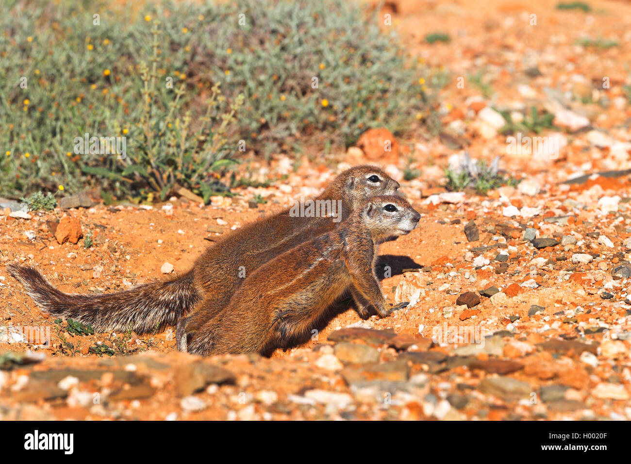 South African ground squirrel, Cape ground squirrel (Geosciurus inauris, Xerus inauris), pair sits at the burrow, South Africa, Eastern Cape, Camdeboo National Park Stock Photo