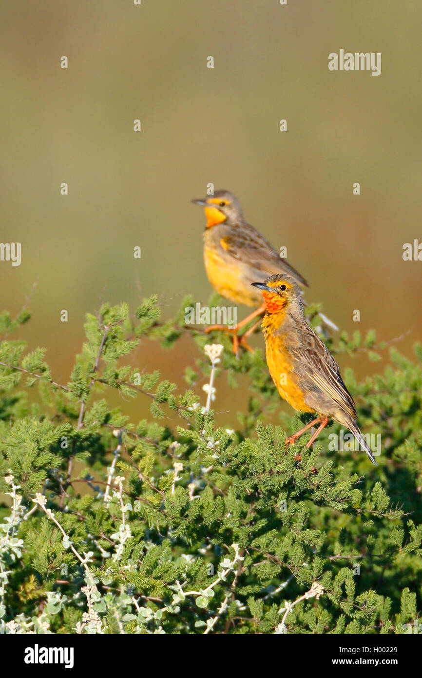 Cape longclaw (Macronyx capensis), pair sits at a bush, South Africa, Western Cape, Bontebok National Park Stock Photo