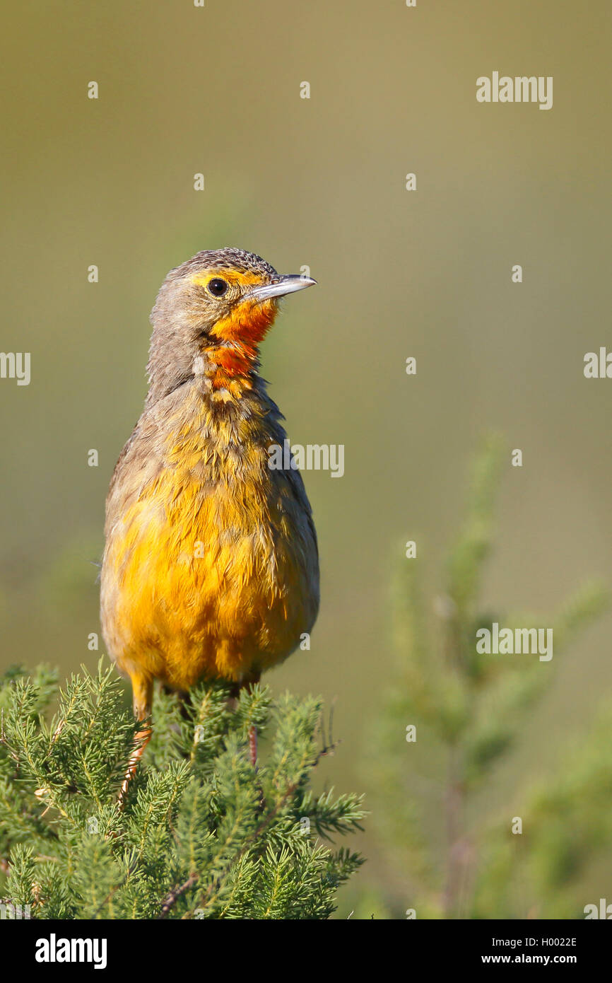 Cape longclaw (Macronyx capensis), sits at a bush, South Africa, Western Cape, Bontebok National Park Stock Photo