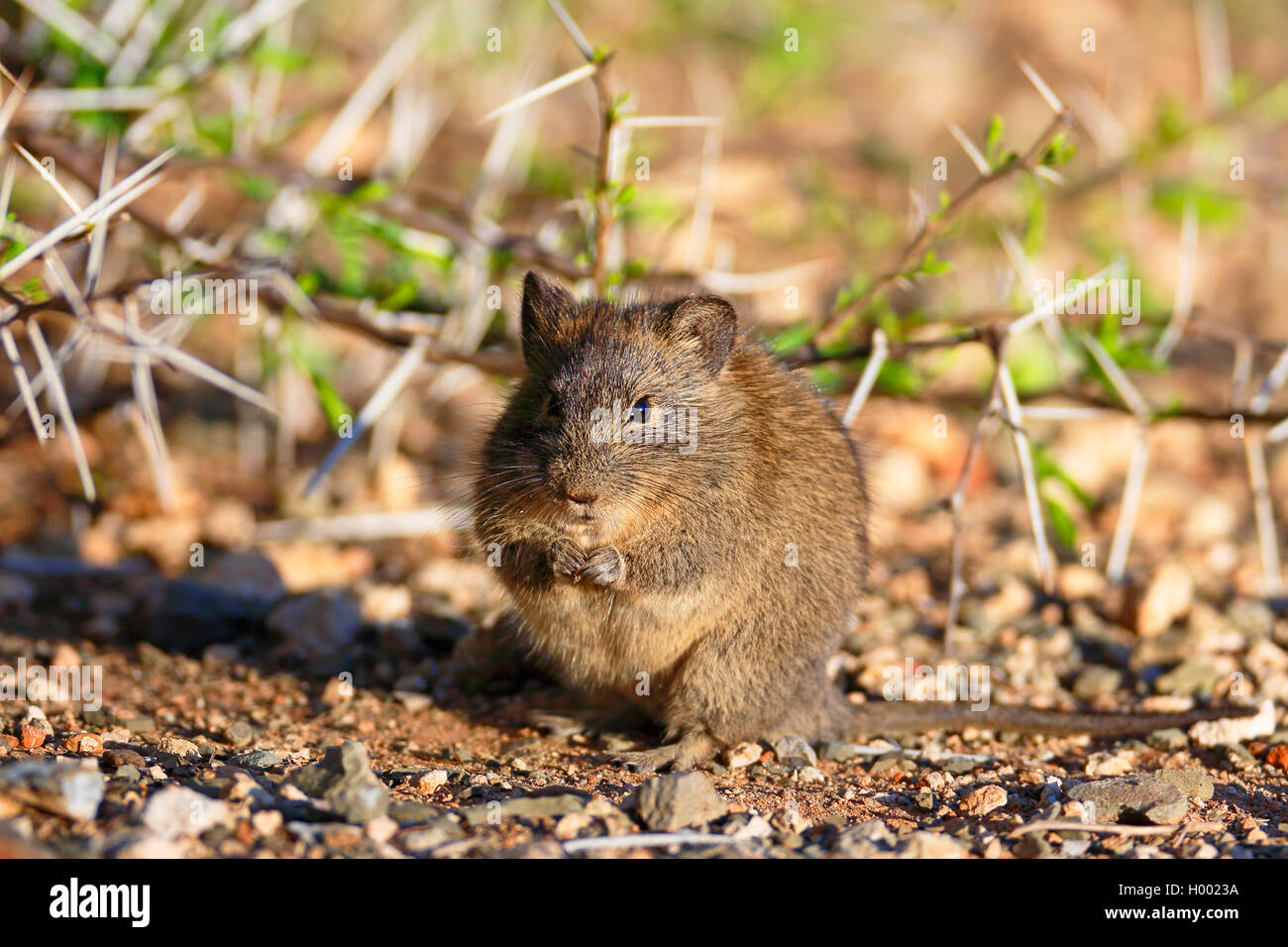 Bush vlei rat, Karoo bush rat (Myotomys unisulcatus), eats at the ground, South Africa, Eastern Cape, Camdeboo National Park Stock Photo
