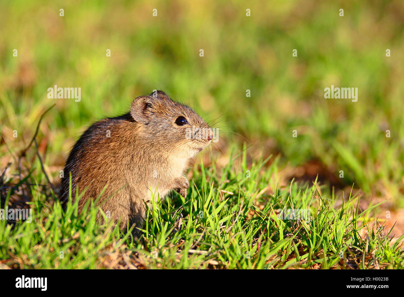 Bush vlei rat, Karoo bush rat (Myotomys unisulcatus), sits at the ground, South Africa, Eastern Cape, Camdeboo National Park Stock Photo