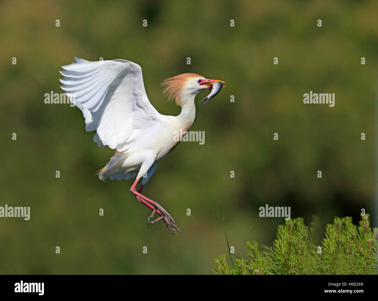 cattle egret, buff-backed heron (Ardeola ibis, Bubulcus ibis), in breeding plumage, flying off with a fish in the bill, France, Camargue Stock Photo