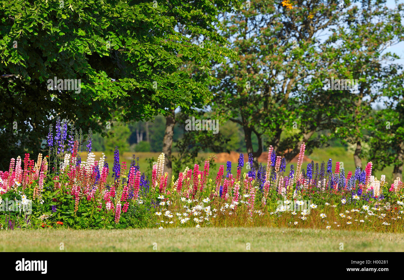 bigleaf lupine, many-leaved lupine, garden lupin (Lupinus polyphyllus), group with color variants, Sweden, Oeland Stock Photo