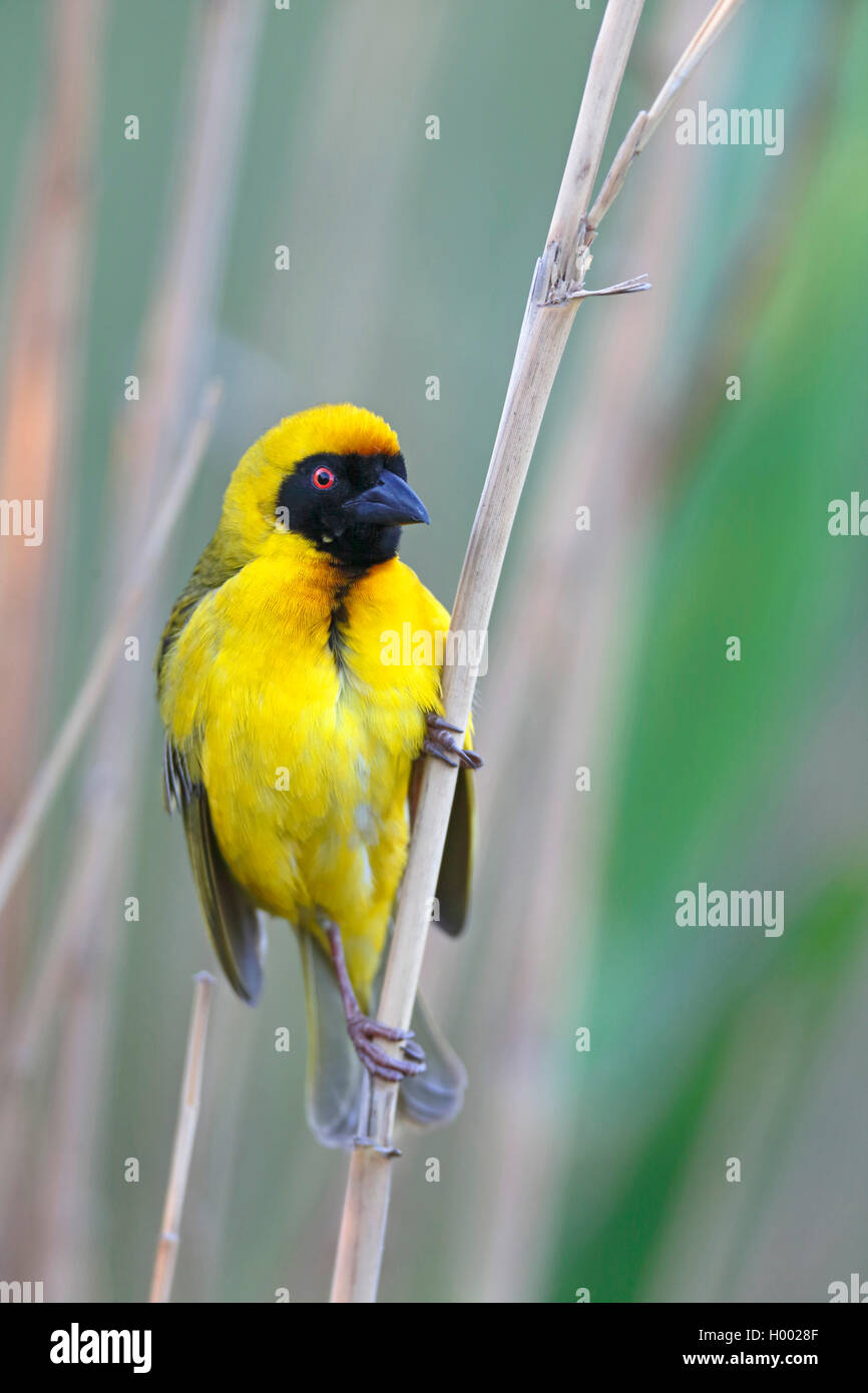 African masked weaver (Ploceus velatus), male sits in reed, South Africa, Western Cape, Karoo National Park Stock Photo
