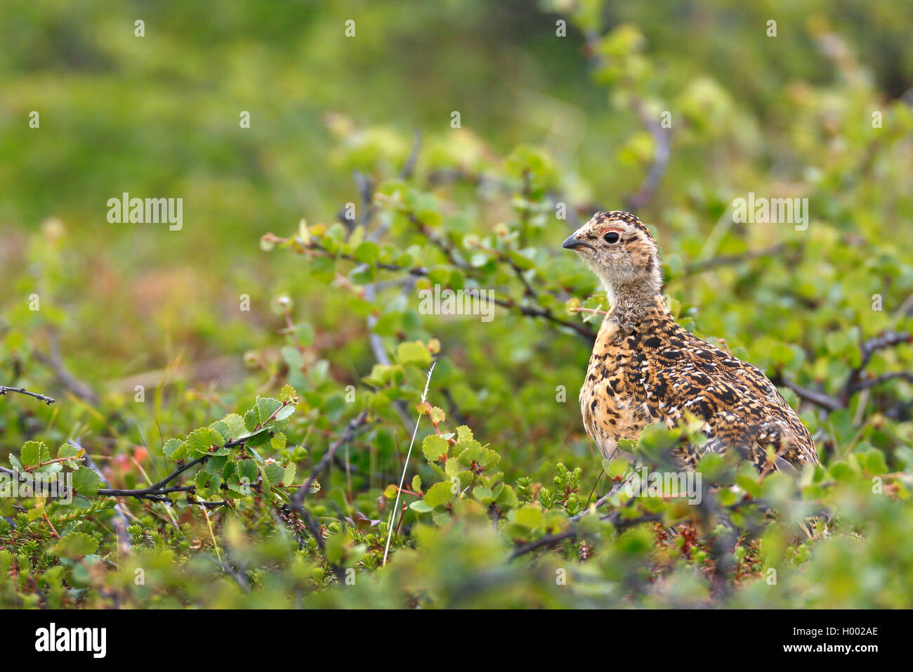 willow grouse (Lagopus lagopus), chick in the fjell, side view, Norway, Varanger Peninsula Stock Photo