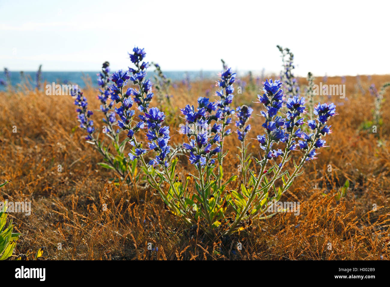 blueweed, blue devil, viper's bugloss, common viper's-bugloss (Echium vulgare), plants in backlight, Sweden, Oeland, Degerhamn Stock Photo