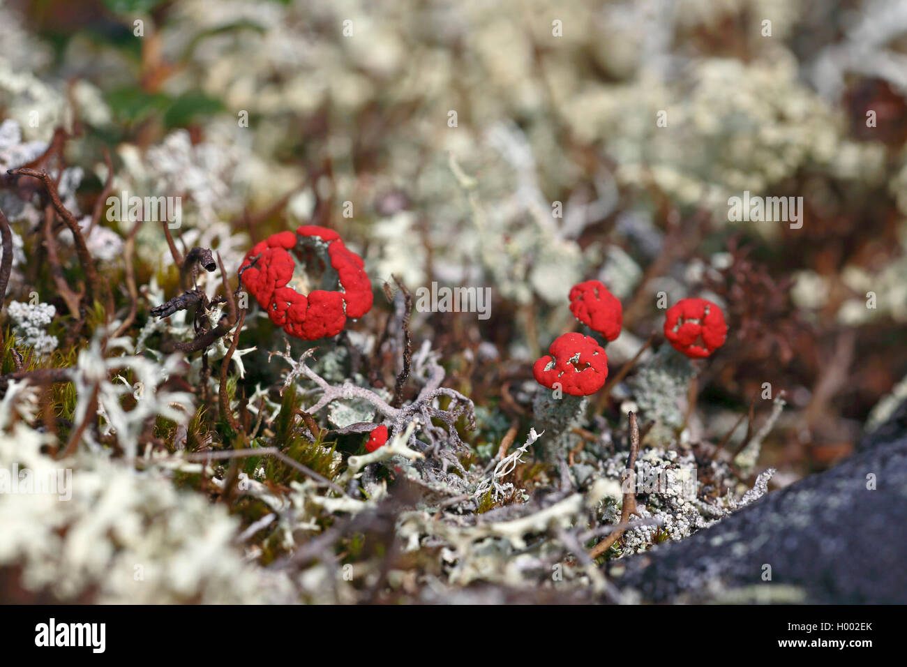 cup lichen (Cladonia spec,), with red fruiting bodies, Sweden, Gaellivare Stock Photo