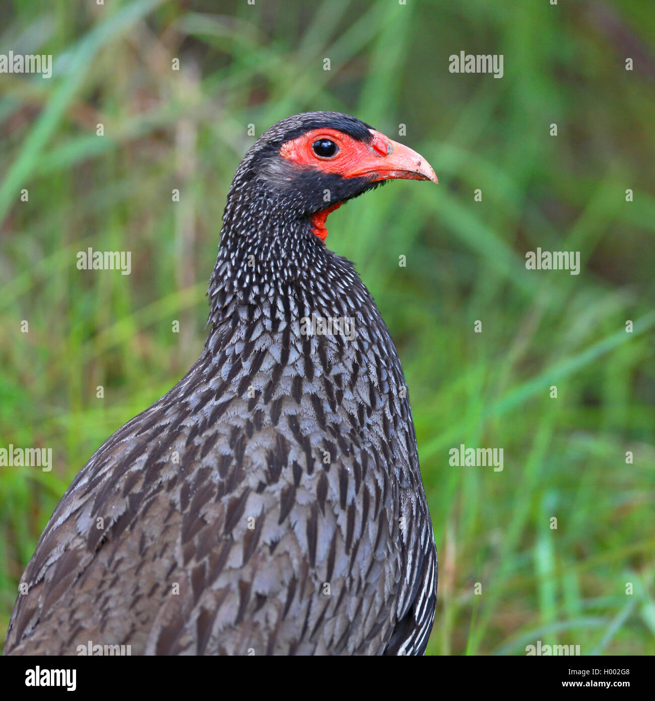 red-necked spurfowl (Francolinus afer), Portrait, South Africa, Western Cape, Wilderness National Park Stock Photo