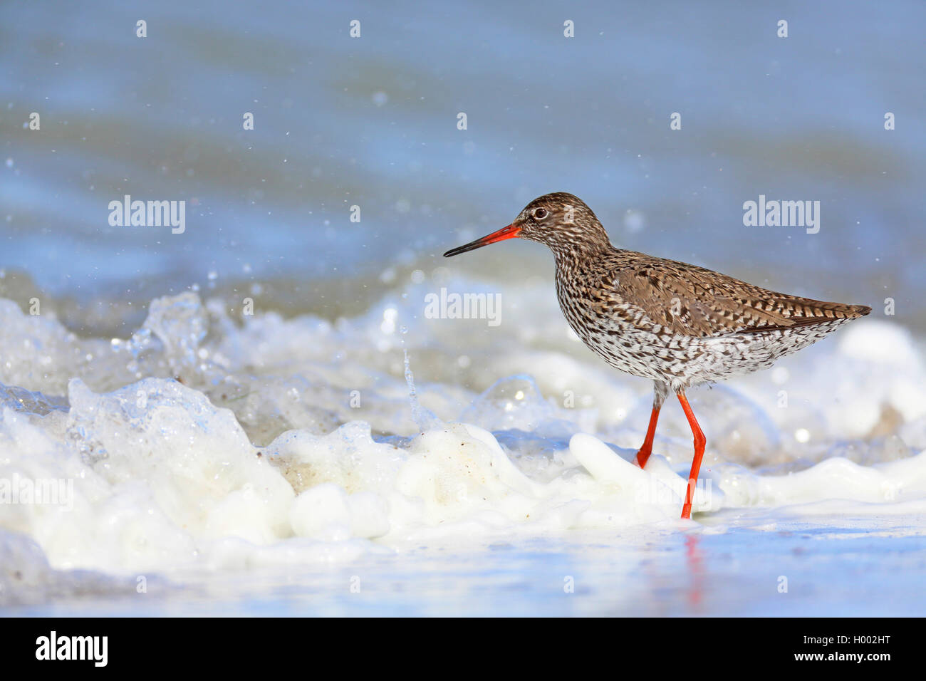 common redshank (Tringa totanus), standing in surf, side view, Netherlands, Frisia Stock Photo