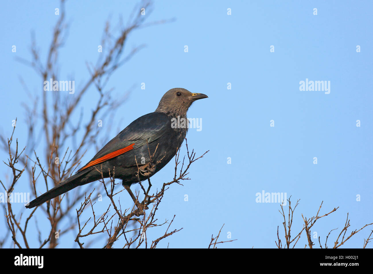 African red-winged starling (Onychognathus morio), sits on a tree, South Africa, Eastern Cape, Camdeboo National Park Stock Photo