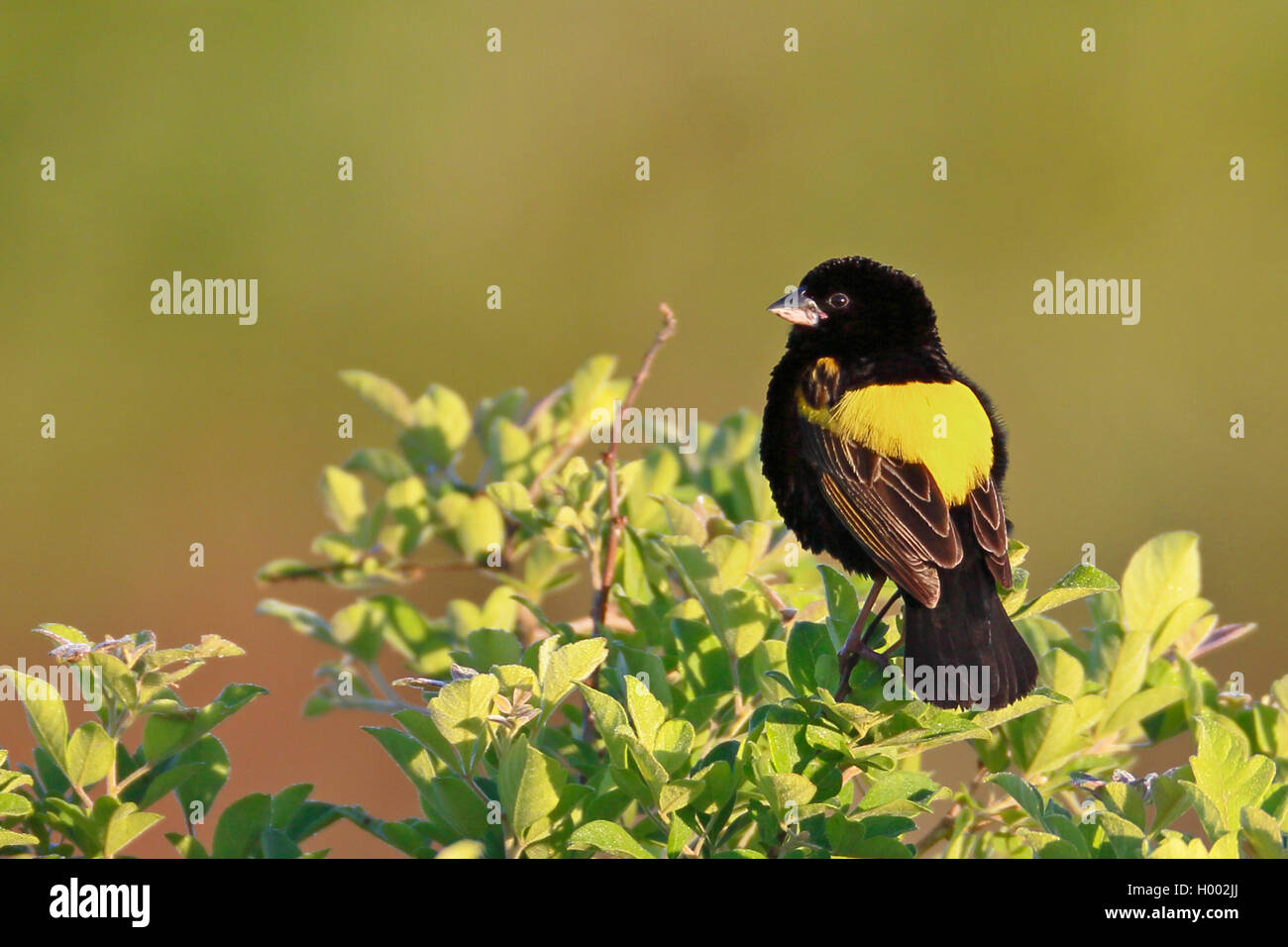 Yellow-rumped bishop (Euplectes capensis), male sits on a bush, South Africa, Western Cape, Bontebok National Park Stock Photo