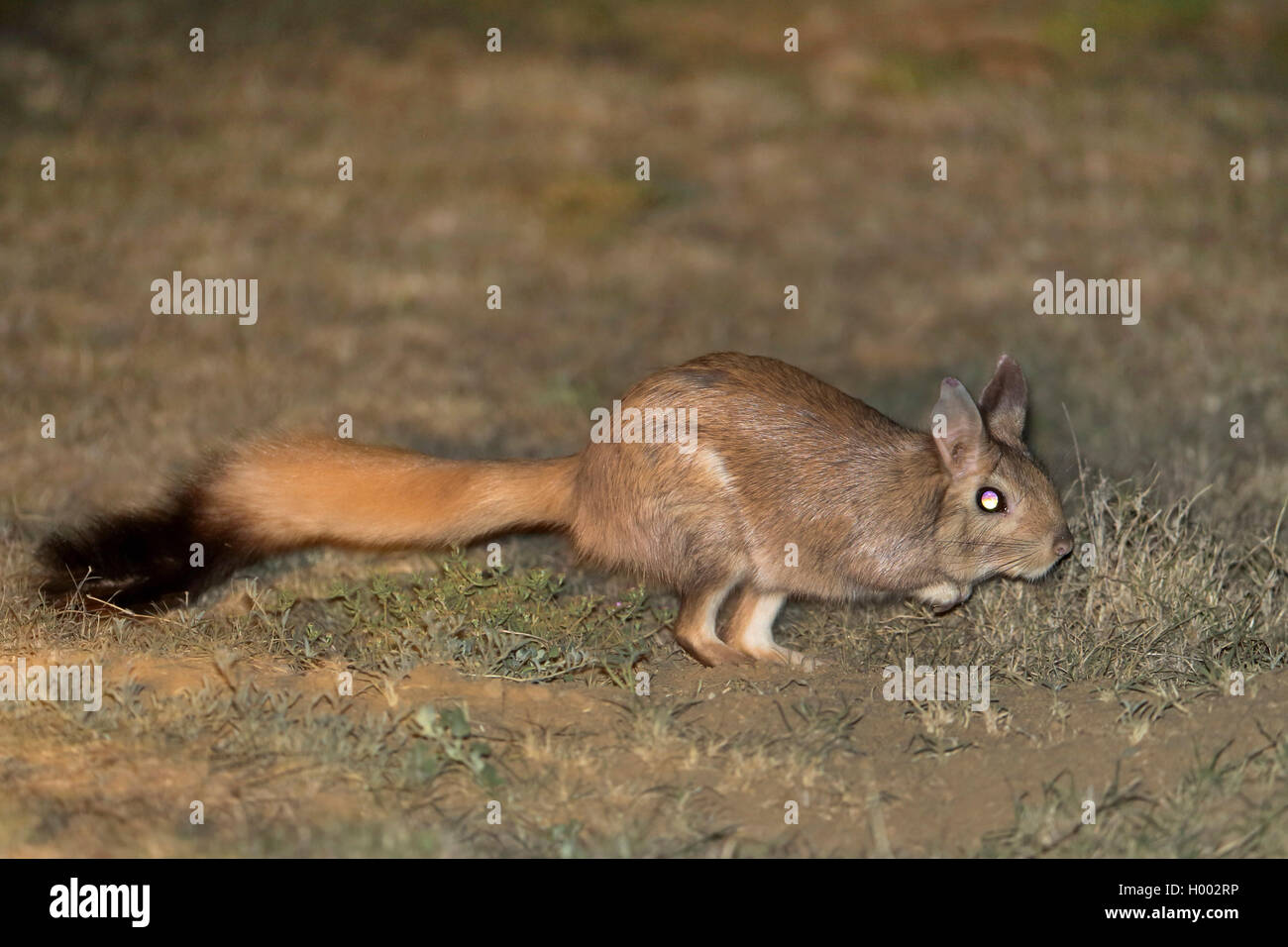 springhare, springhaas, jumping hare (Pedetes capensis), looks for food at night, South Africa, Eastern Cape, Mountain Zebra National Park Stock Photo
