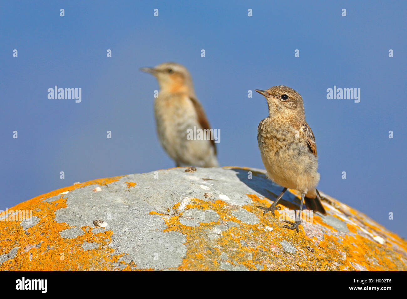 northern wheatear (Oenanthe oenanthe), two juvenile birds standing on a stone, Sweden, Oeland Stock Photo