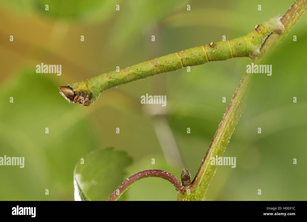 Peppered moth (Biston betularia, Biston betularius, Amphidasis betularia), caterpillar imitating a twig, Germany Stock Photo