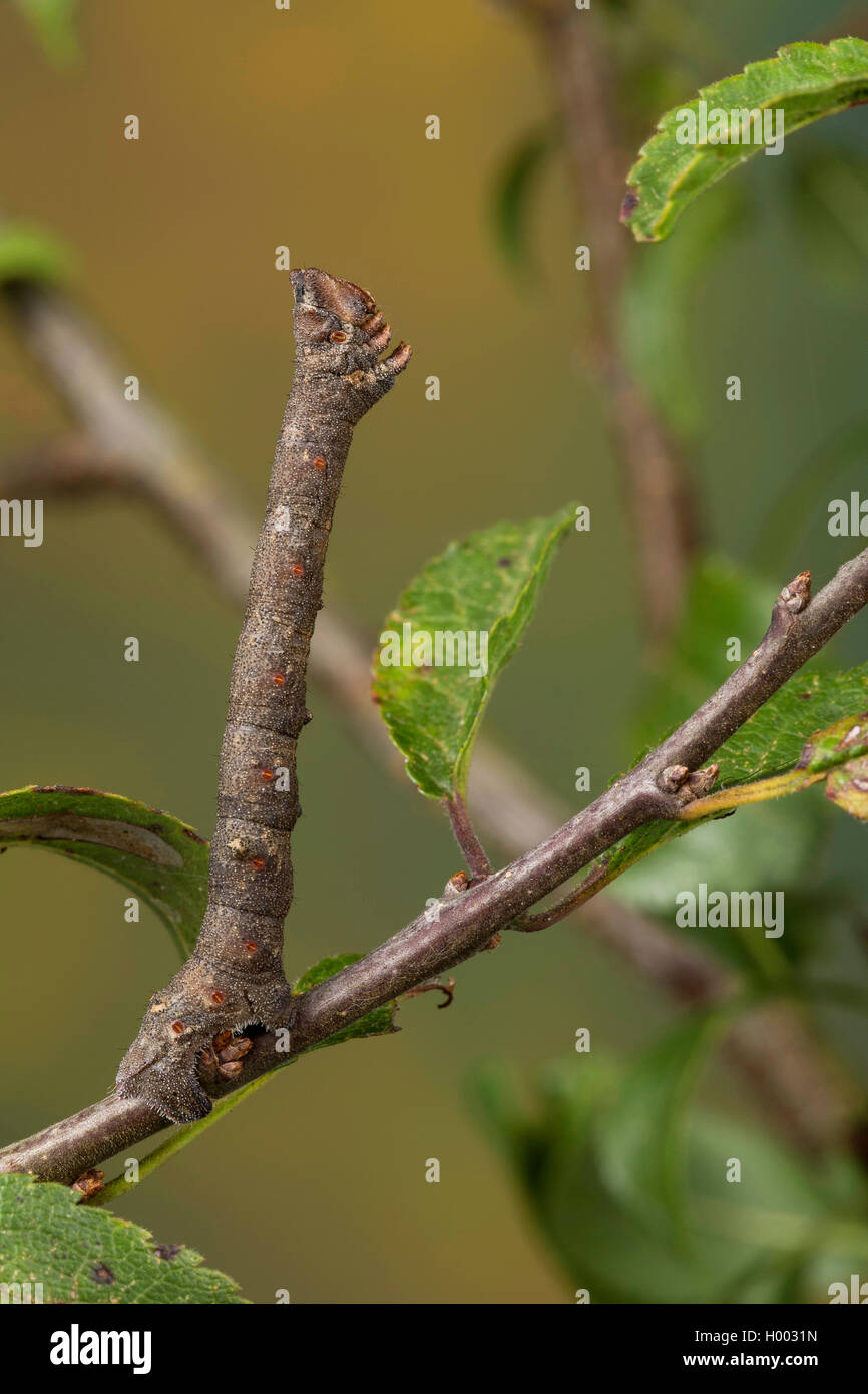 Peppered moth (Biston betularia, Biston betularius, Amphidasis betularia), caterpillar imitating a twig, Germany Stock Photo
